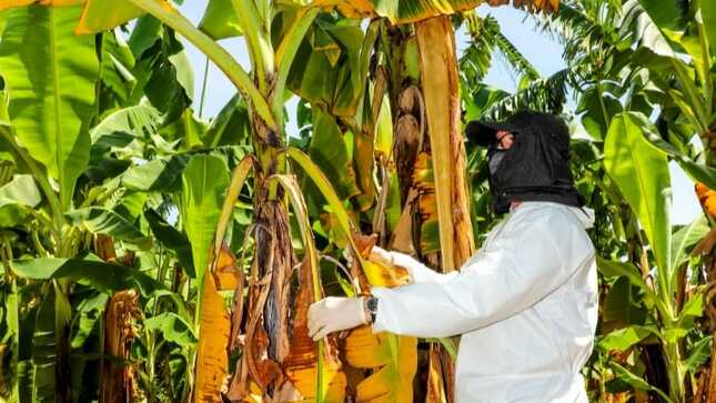 Comunidad Andina coordina acciones contra la plaga que afecta producción de plátanos y bananos