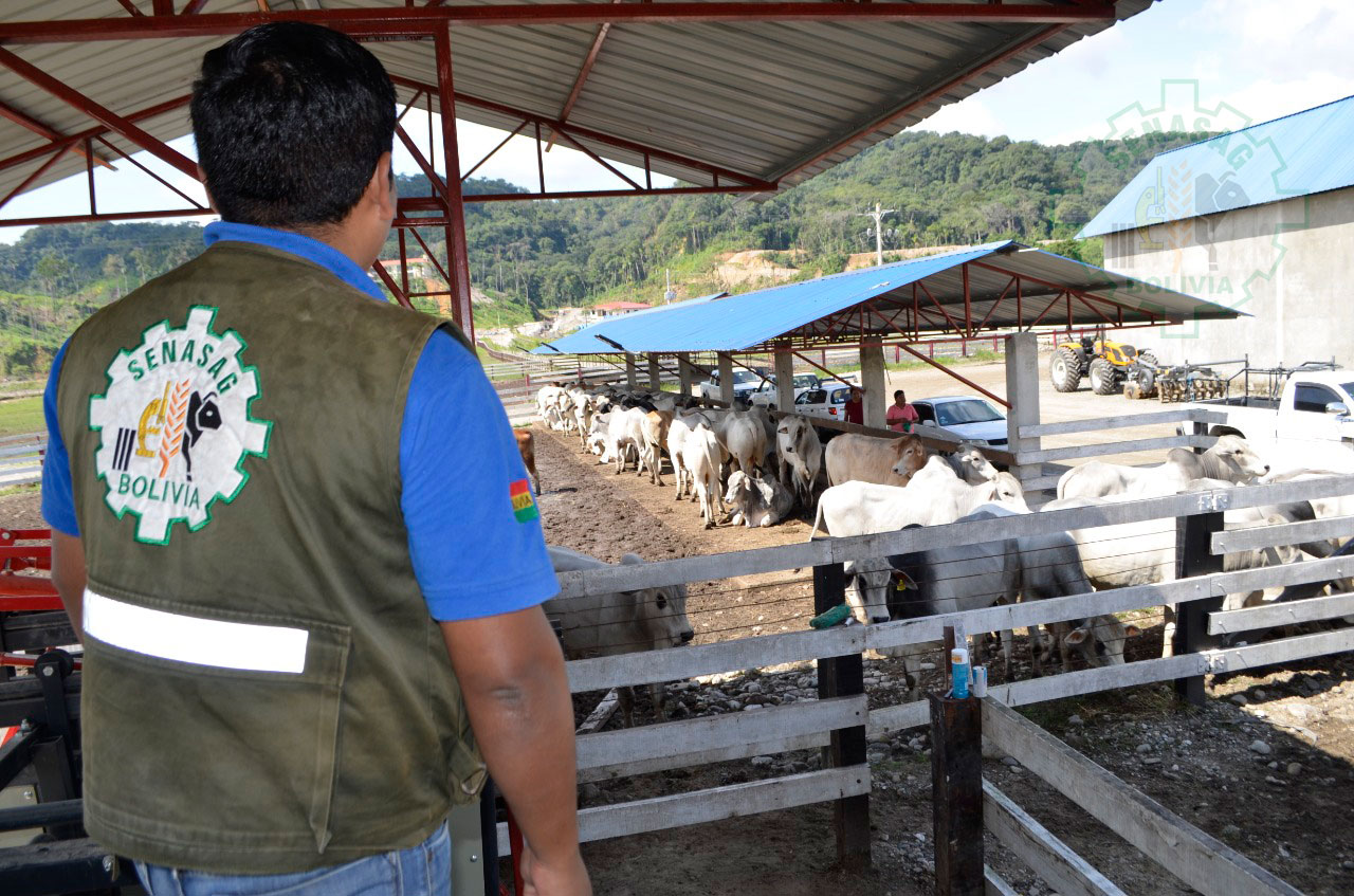 Senasag vacunará a más de 31.000 cabezas de ganado contra la fiebre aftosa en el trópico de Cochabamba