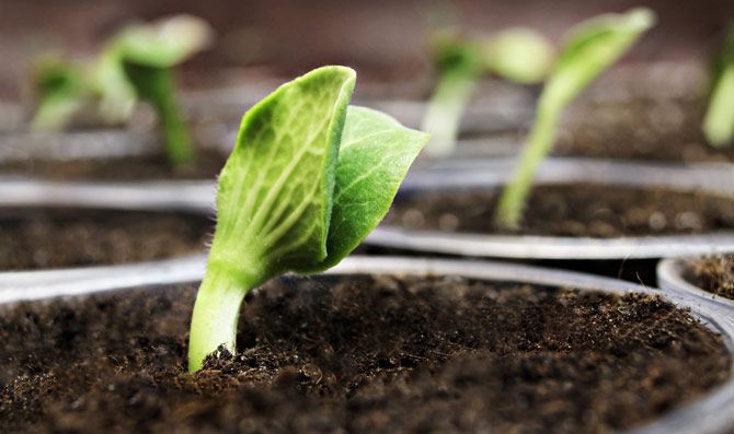 Siles: Plantas de bioinsumos y de frutos amazónicos se construirán con Bs 160,1 millones