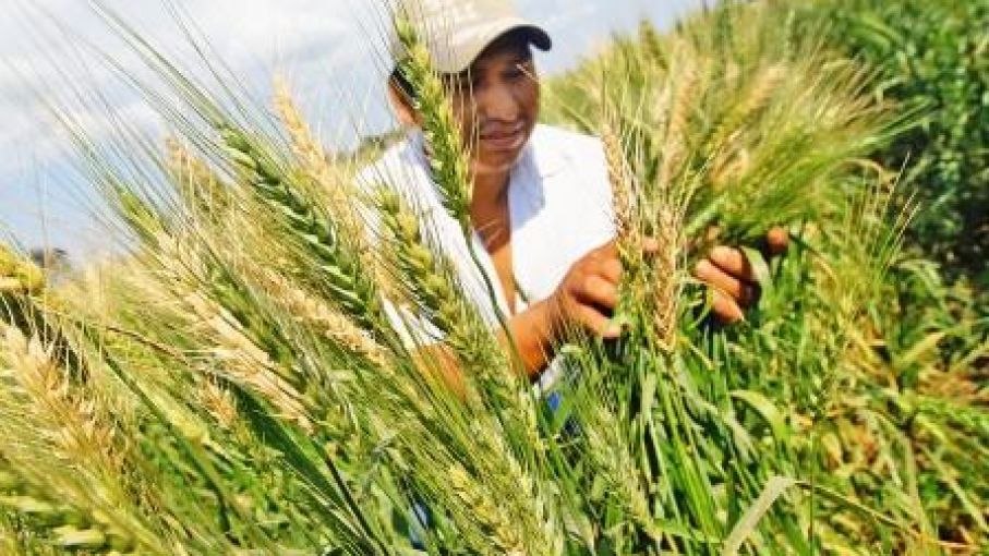 Emapa apoyará la producción de más de 123.000 toneladas de trigo para la campaña de invierno