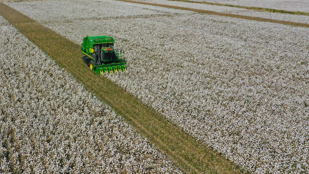 FAO destaca la implementación del Programa Nacional de Algodón en Bolivia