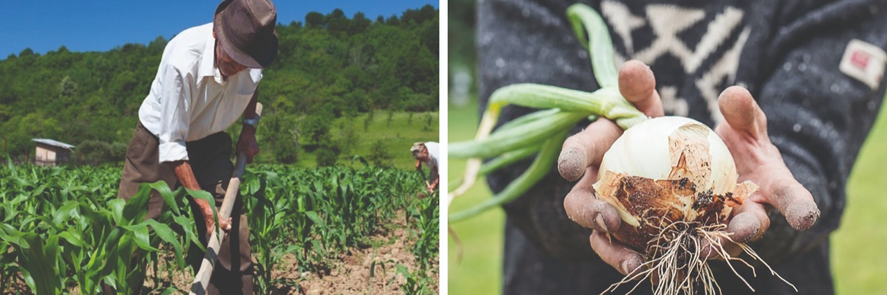 El BDP inyectó Bs 157,8 millones al desarrollo productivo de Chuquisaca