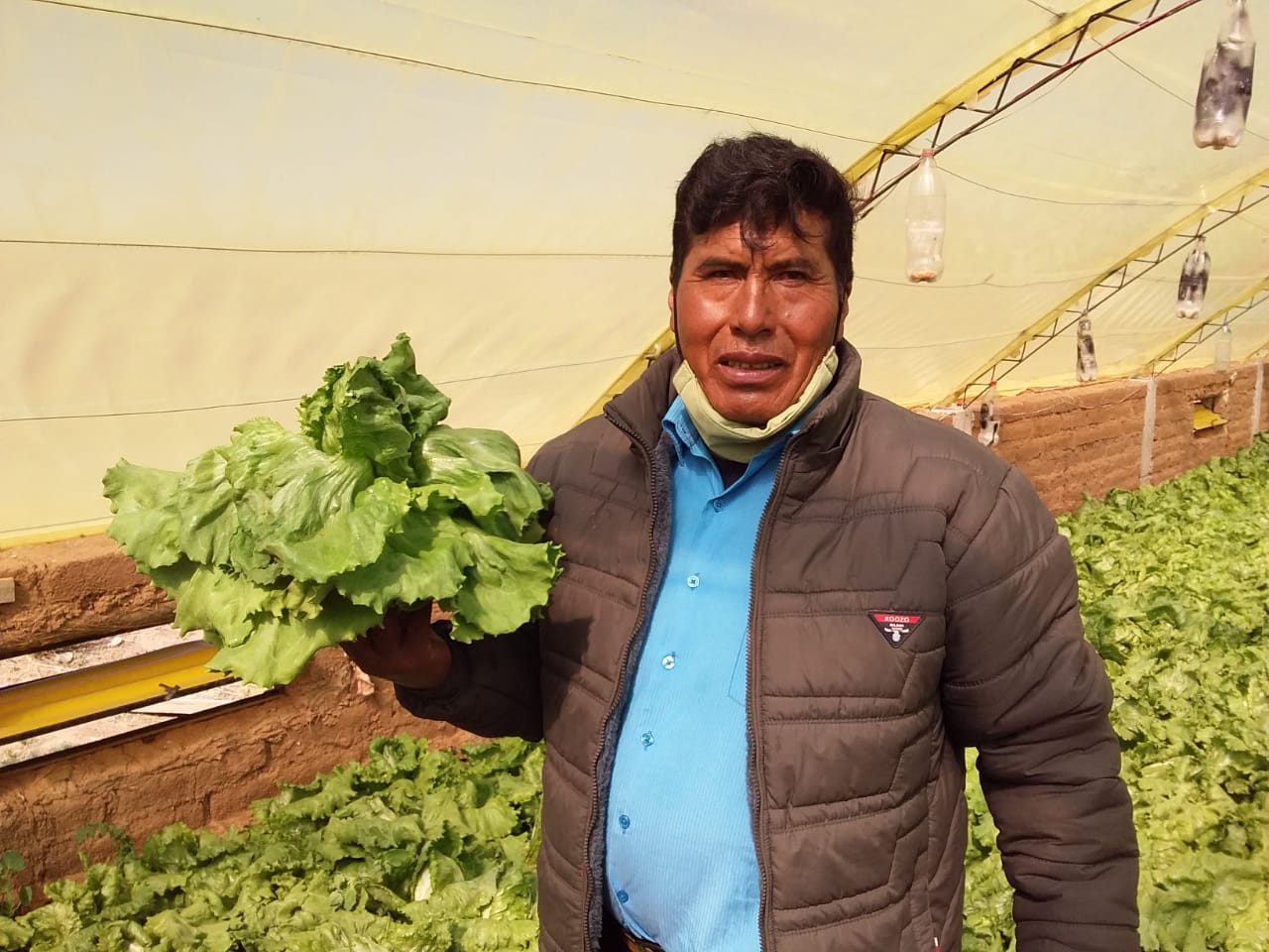 BDP: Carpas solares inteligentes mejoran producción de lechugas en Oruro