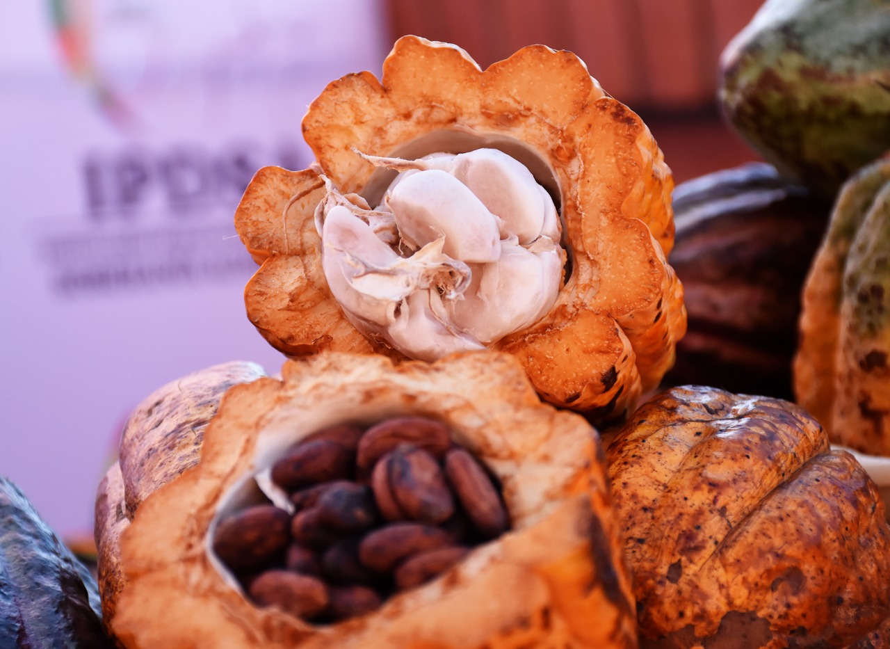 Proyectan aumentar la producción de cacao a 12 quintales por hectárea