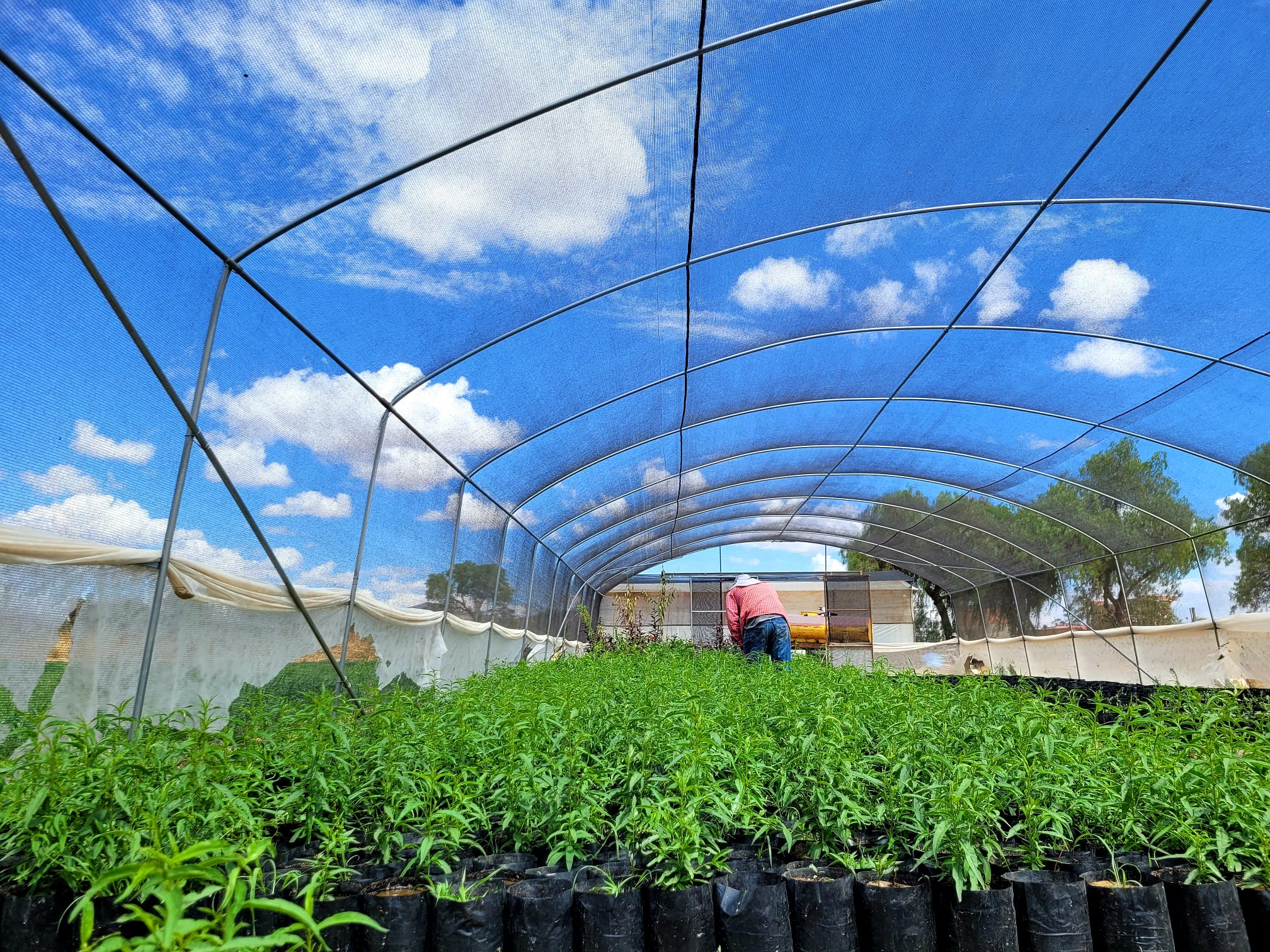 Gobierno promueve la producción de semillas de papa en centro de innovación científica