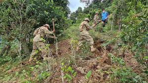 Bolivia registra 2.935 hectáreas de coca racionalizada y erradicada hasta julio