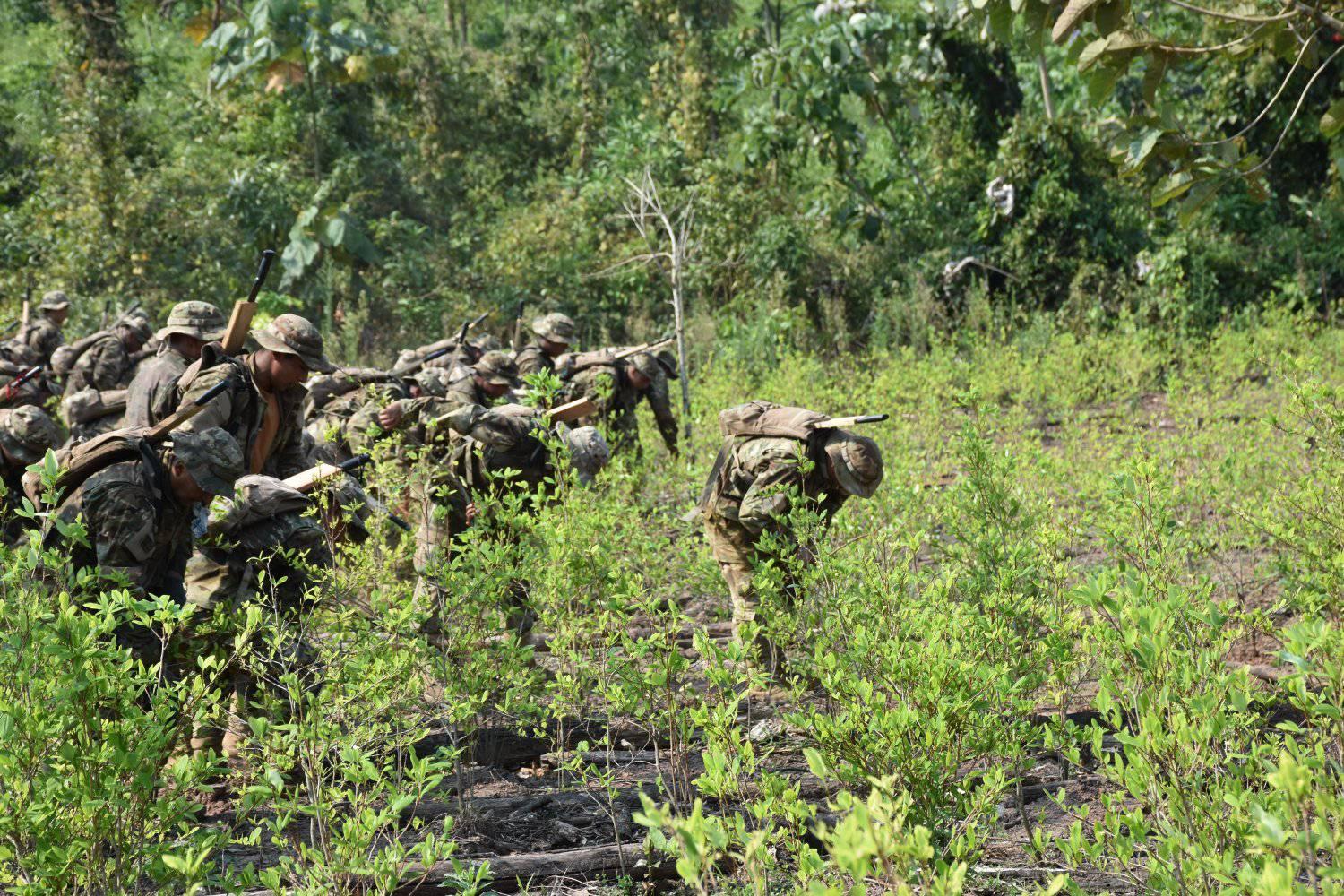 Bolivia llega al 57% de avance en racionalización de 9.000 hectáreas de coca programadas para este año