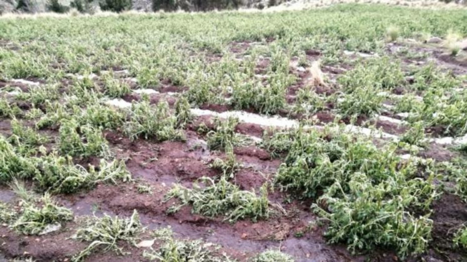 Contabilizan más 8.000 familias afectadas por las heladas en seis departamentos del país