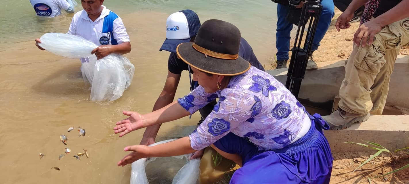 Emapa refuerza la siembra de peces tambaquí y pacú en el trópico de Cochabamba