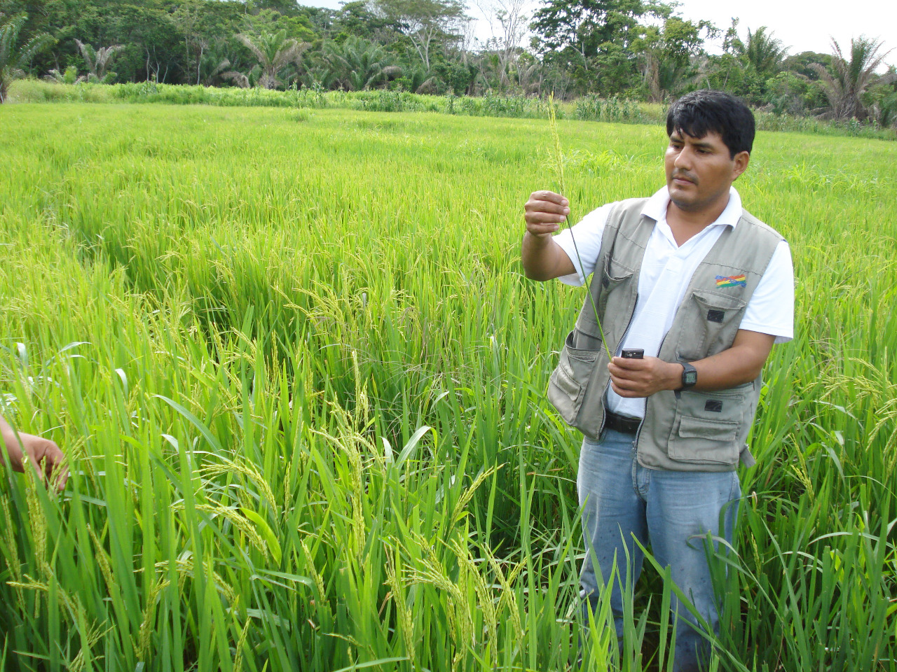 Emapa y agricultores acuerdan los precios del arroz de la campaña de verano
