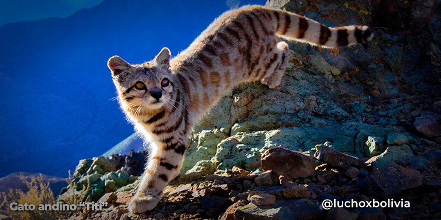 Gobierno aprueba decreto para protección y bienestar de la fauna silvestre