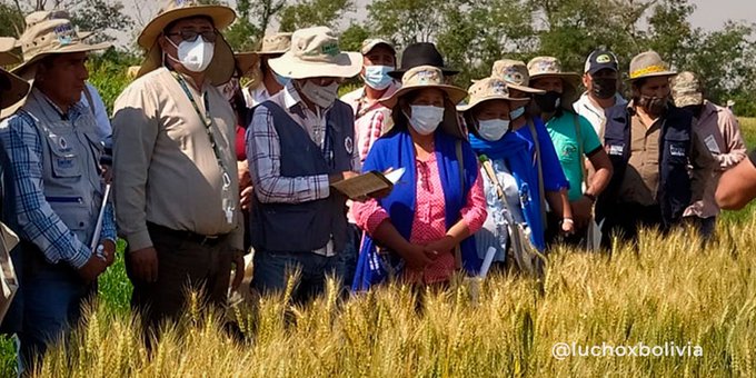 Presidente destaca labor del INIAF en producción de trigo de alto rendimiento en municipios de Okinawa y San Pedro