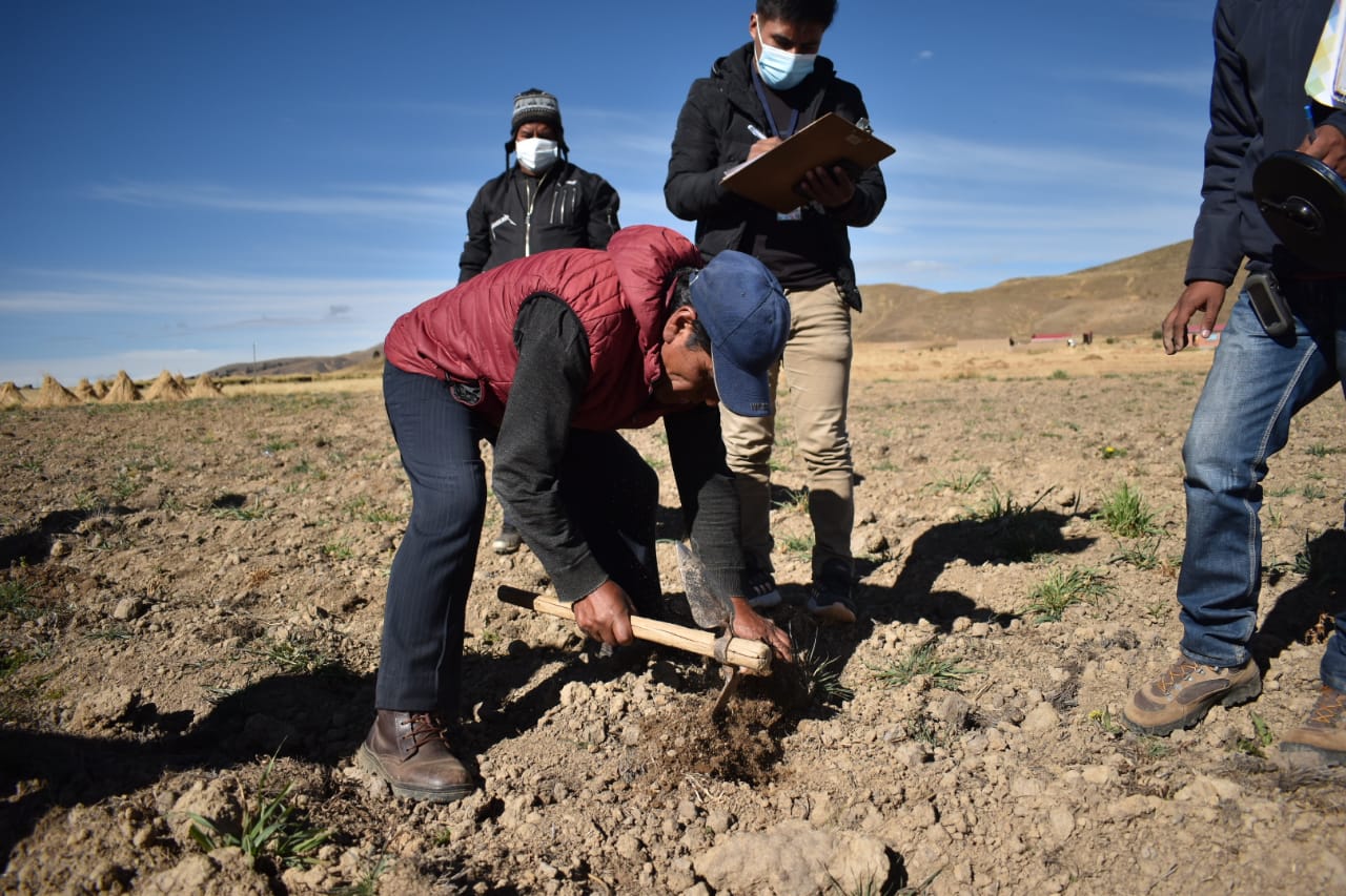 Seguro agrario evalúa 81 mil hectáreas de cultivos afectados por fenómenos climáticos