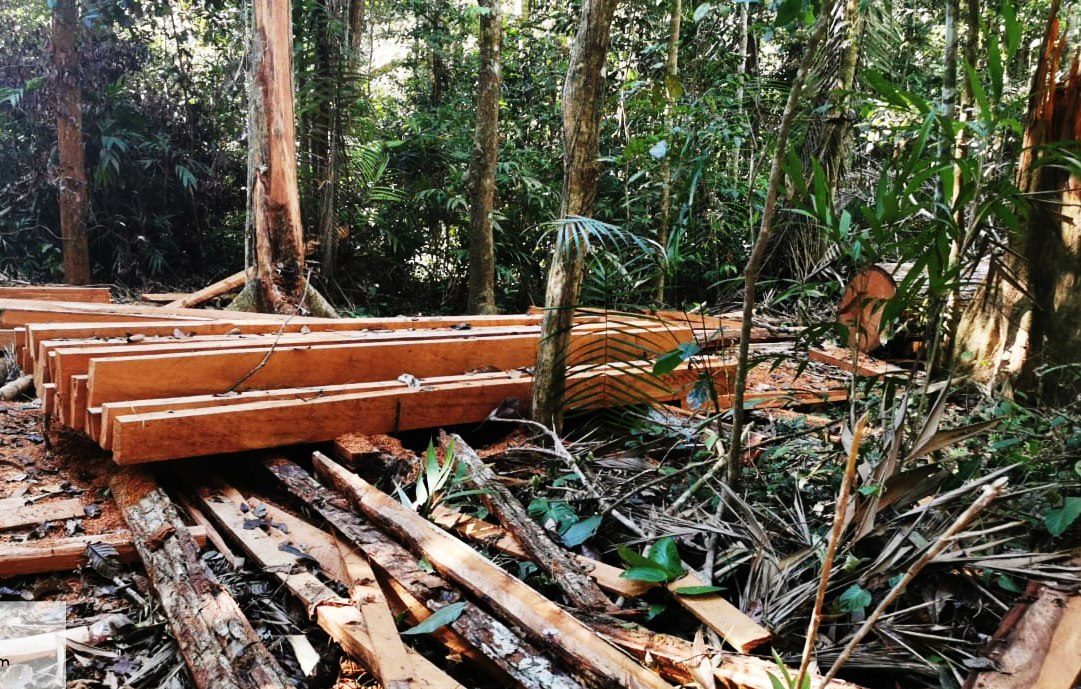 Efectivos de la Armada decomisan 3.500 pies tablares de madera de especies cedro y roble en Pando