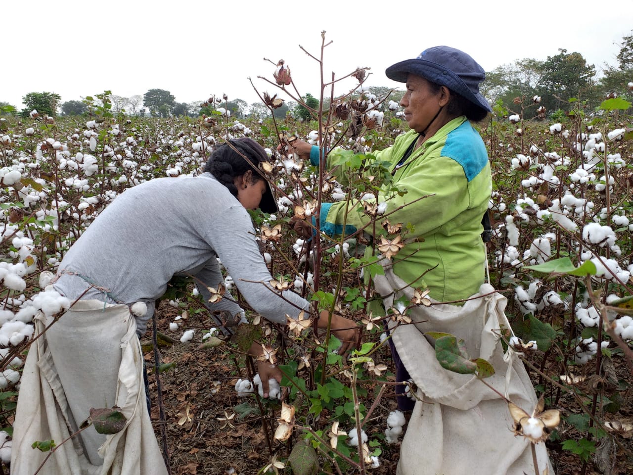Exportación de hilo de algodón de Senatex permitirá expandir la producción de esa fibra textil