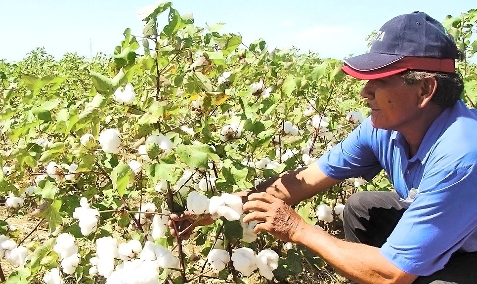 Viceministerio de Desarrollo Rural y FAO coordinan acciones para reactivar la producción de algodón
