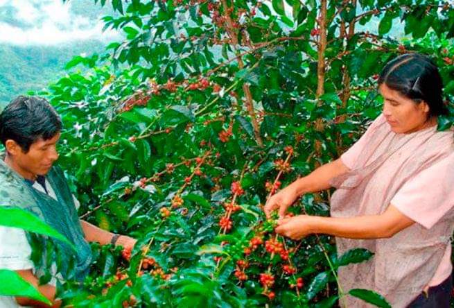 IICA: Estrategia Nacional de Agricultura Familiar focalizará acciones y proyectos para beneficio de productores