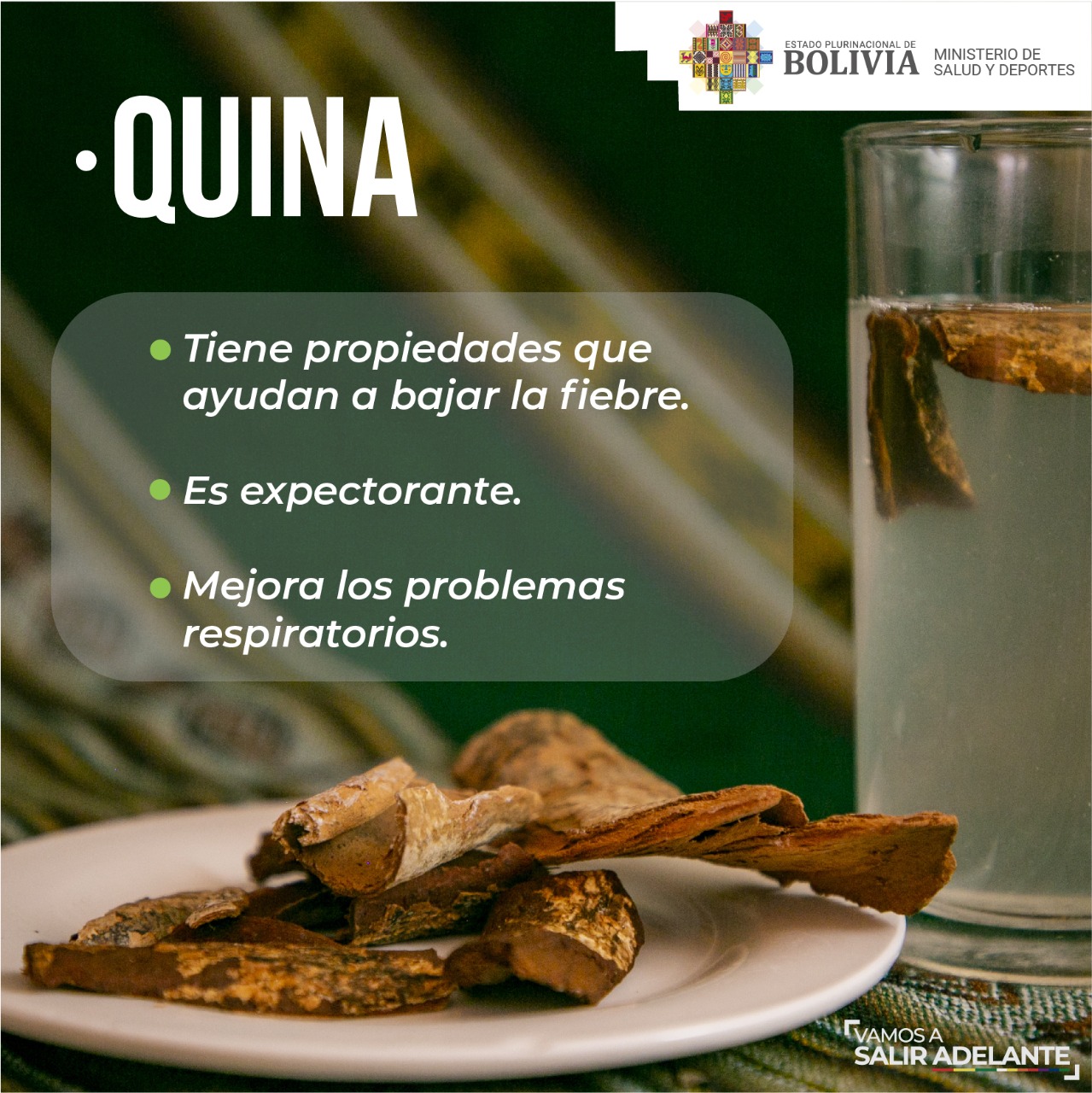 Quina Quina, el remedio ancestral que ayuda a combatir el COVID-19