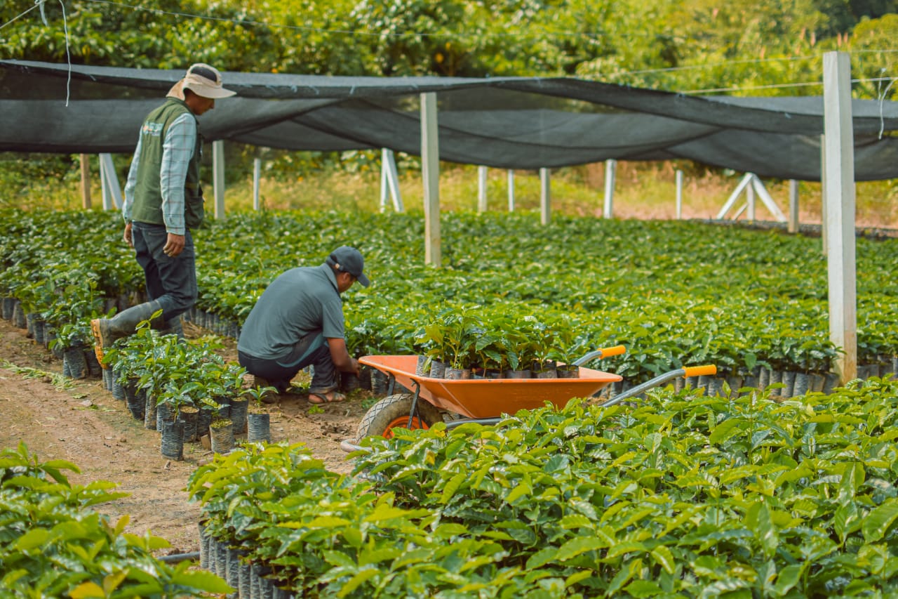Construyen un Centro de Innovación del Café en Caranavi con una inversión de Bs 32 millones