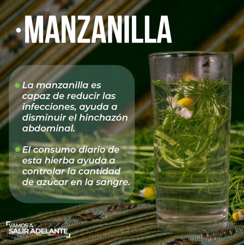 Medicina tradicional: La manzanilla y sus 10 beneficios para aliviar dolencias de salud