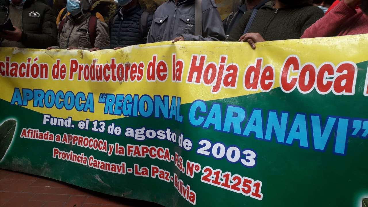 Caranavi produce coca ecológica para el acullico