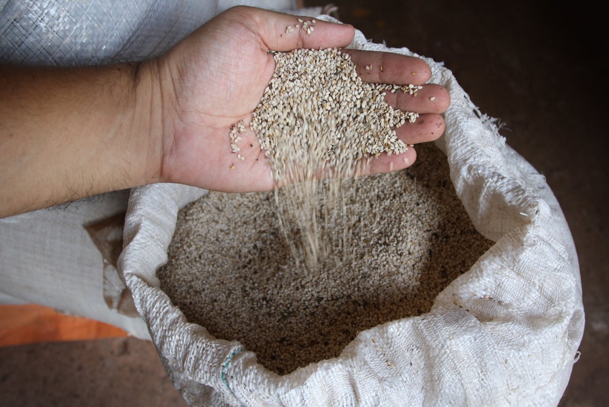 IBCE: Bolivia alcanza cifras récord en la exportación de sésamo entre 2020 y 2021