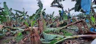 Fonadin apoyará a 7.500 productores de banano y piña en La Paz y Cochabamba