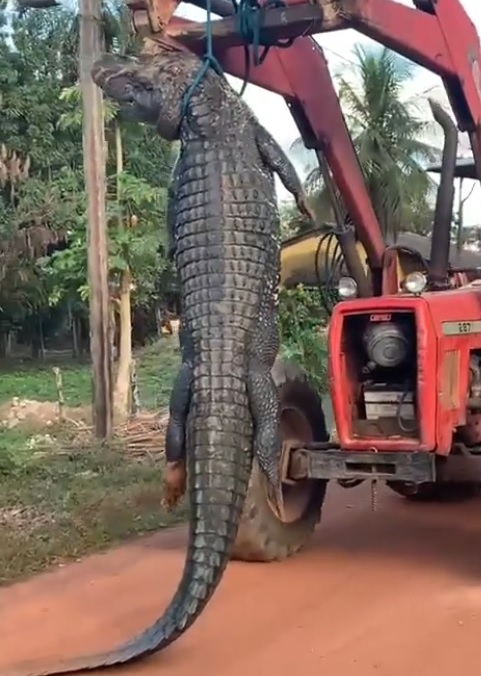 Gobierno investiga la muerte de un caimán negro en Beni