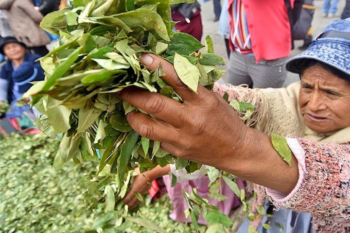 Día del Acullico, Bolivia consolida a la hoja de coca como elemento cultural de integración