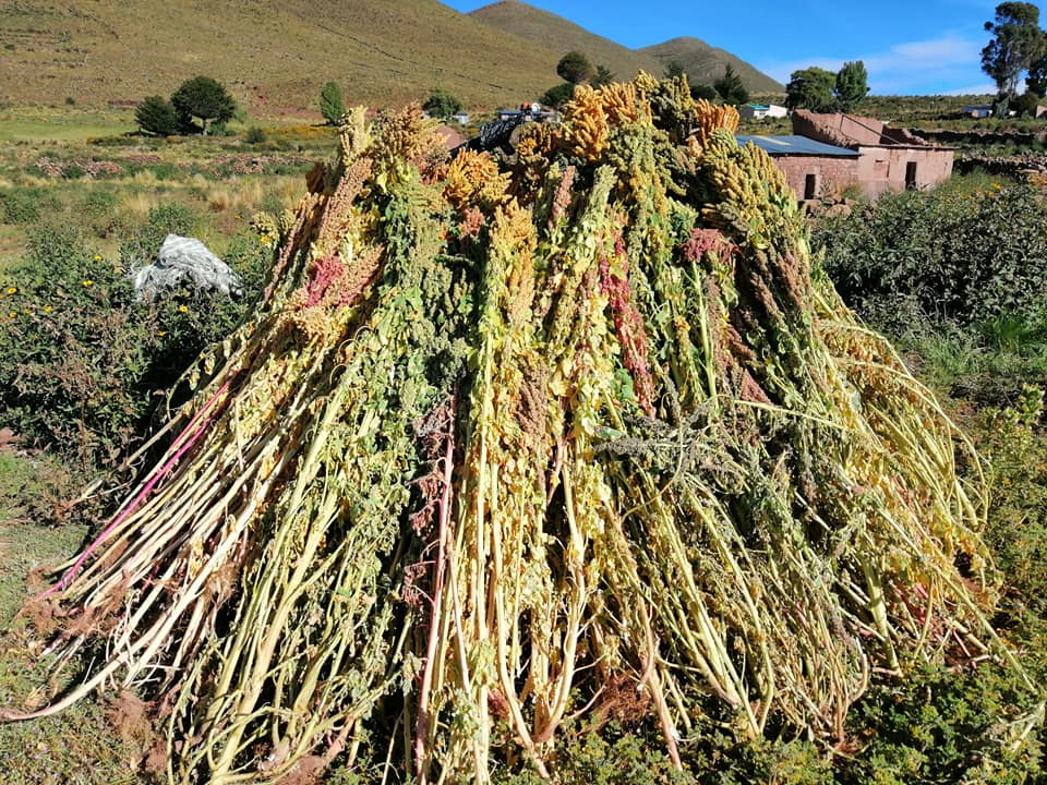 Indemnizarán a cultivos de papa, quinua, maíz y haba afectados por heladas