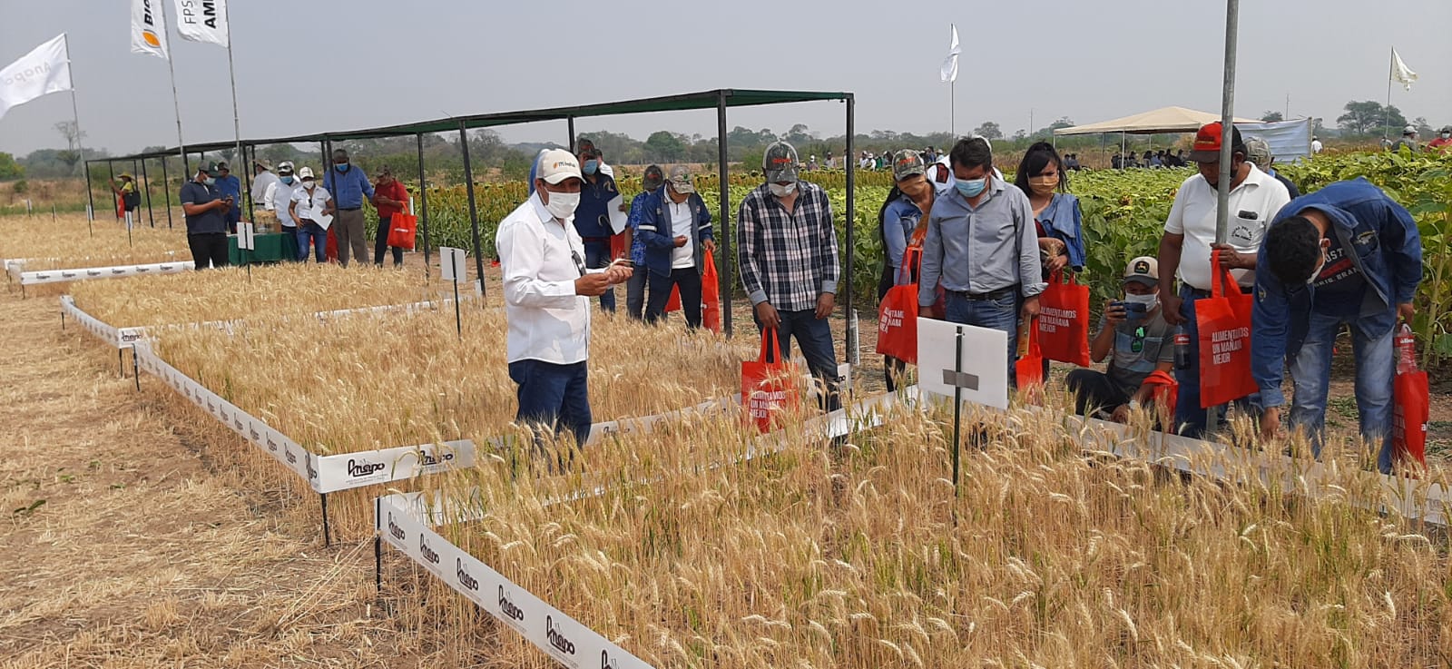 Anapo: Exponen nuevas tecnologías para la producción de girasol, trigo, maíz y sorgo