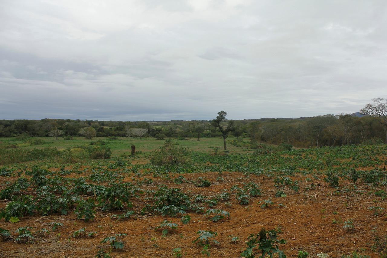 Asambleísta Susana Vaca: Entre 2019 y 2020 se legalizaron 21.839 hectáreas a favor de Branko Marinkovic