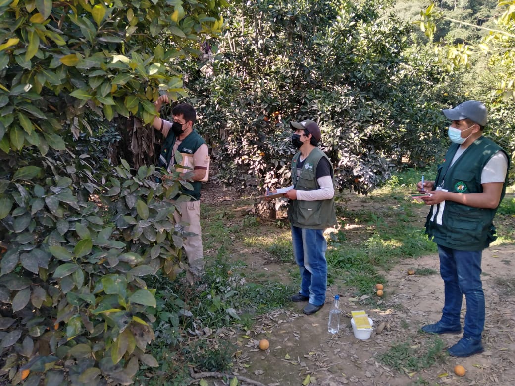 Tarija: Senasag monitorea zonas de cultivos de cítricos para prevenir el ingreso de la enfermedad HLB