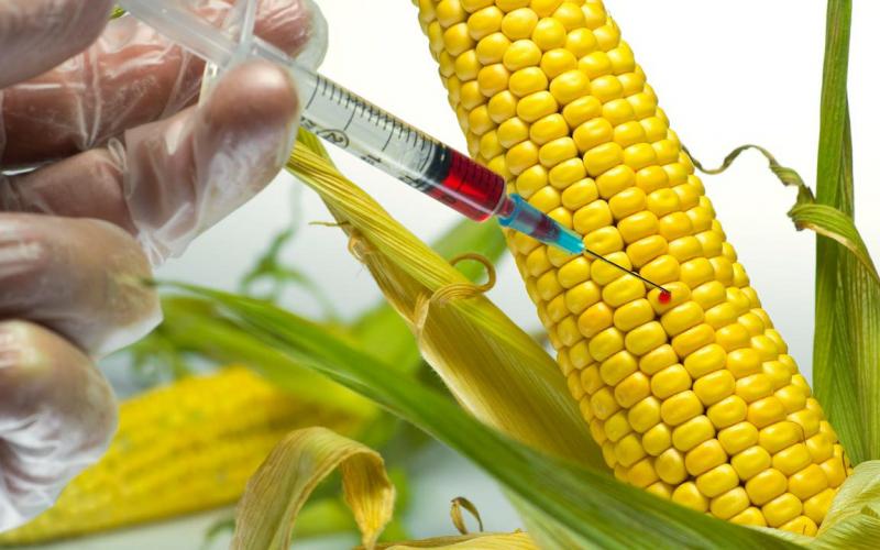 Gobierno abroga decreto supremo del régimen de Áñez para la producción de alimentos transgénicos (adelanto)