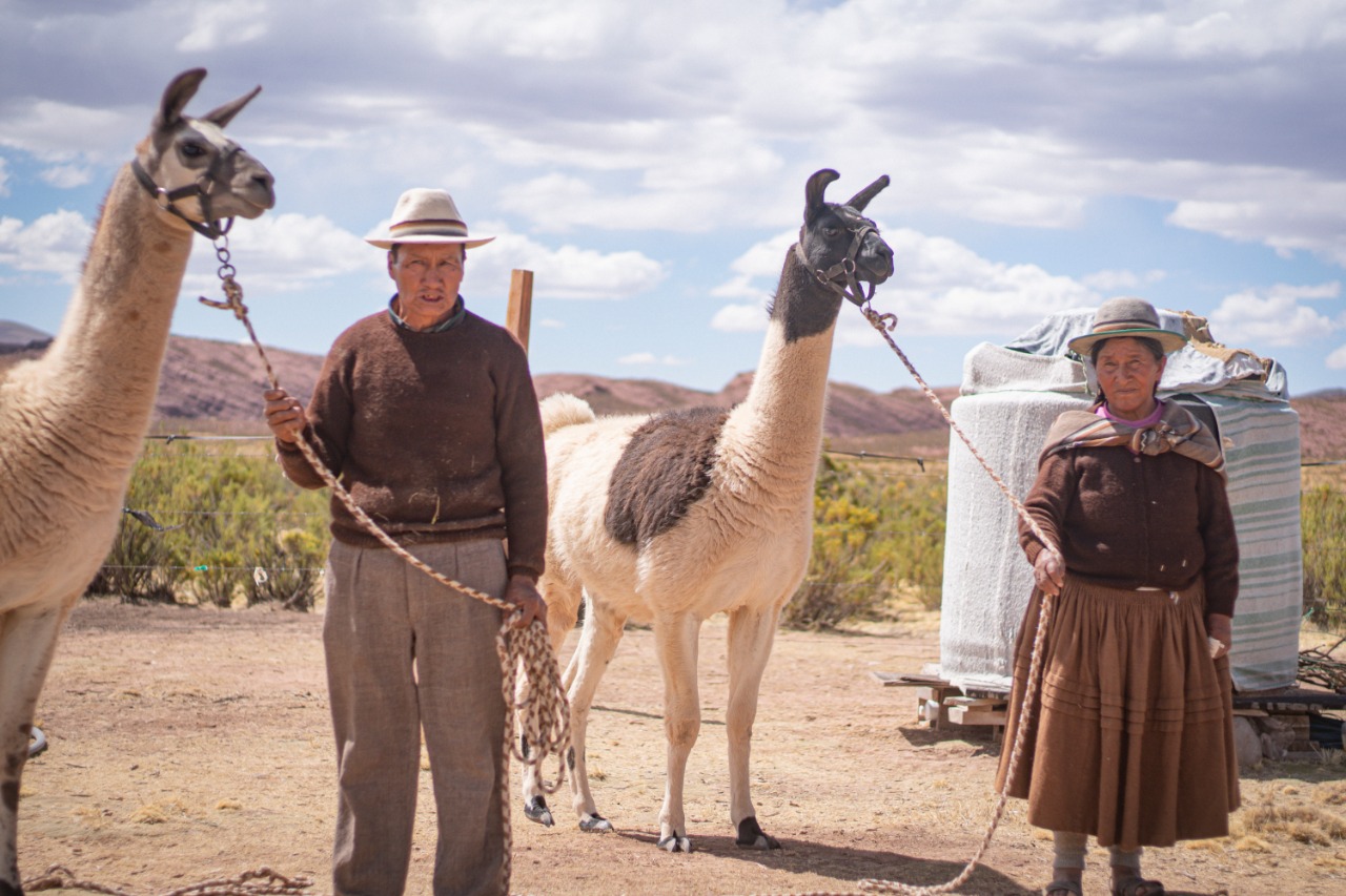 Estrategias gubernamentales fomentaron la producción ganadera de camélidos en 2021