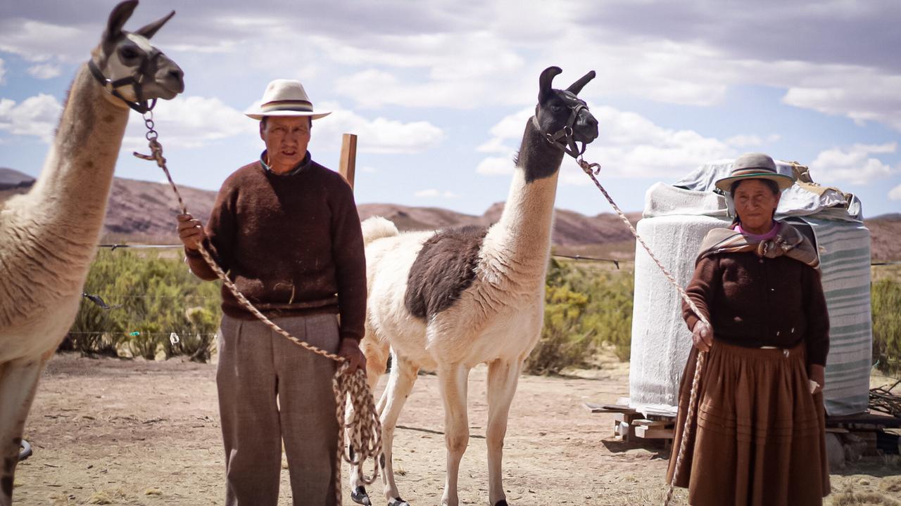 Gobierno invierte más de Bs 29 millones en la producción ganadera de camélido en Oruro