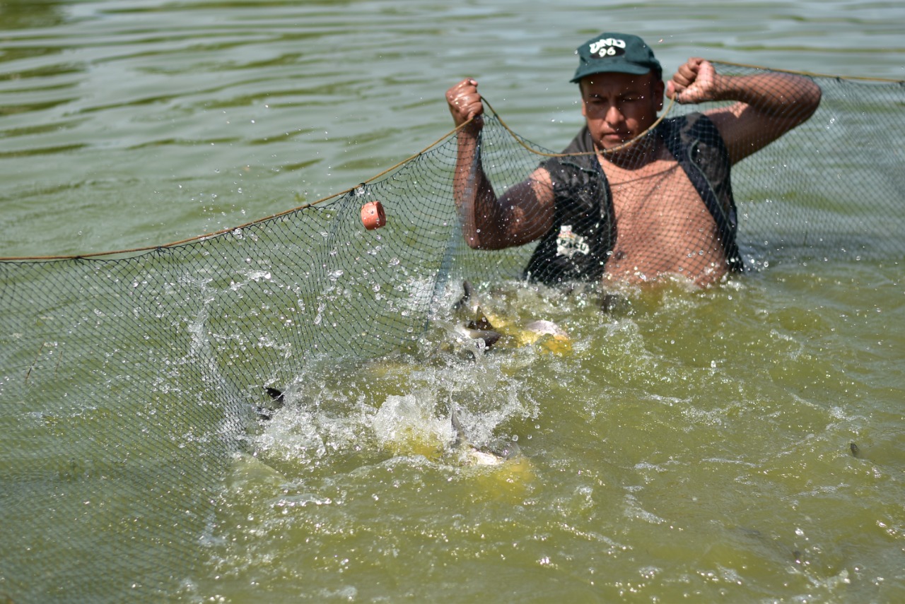 Gobierno proyecta ejecutar más de Bs 265 millones para potenciar la producción piscícola en el país