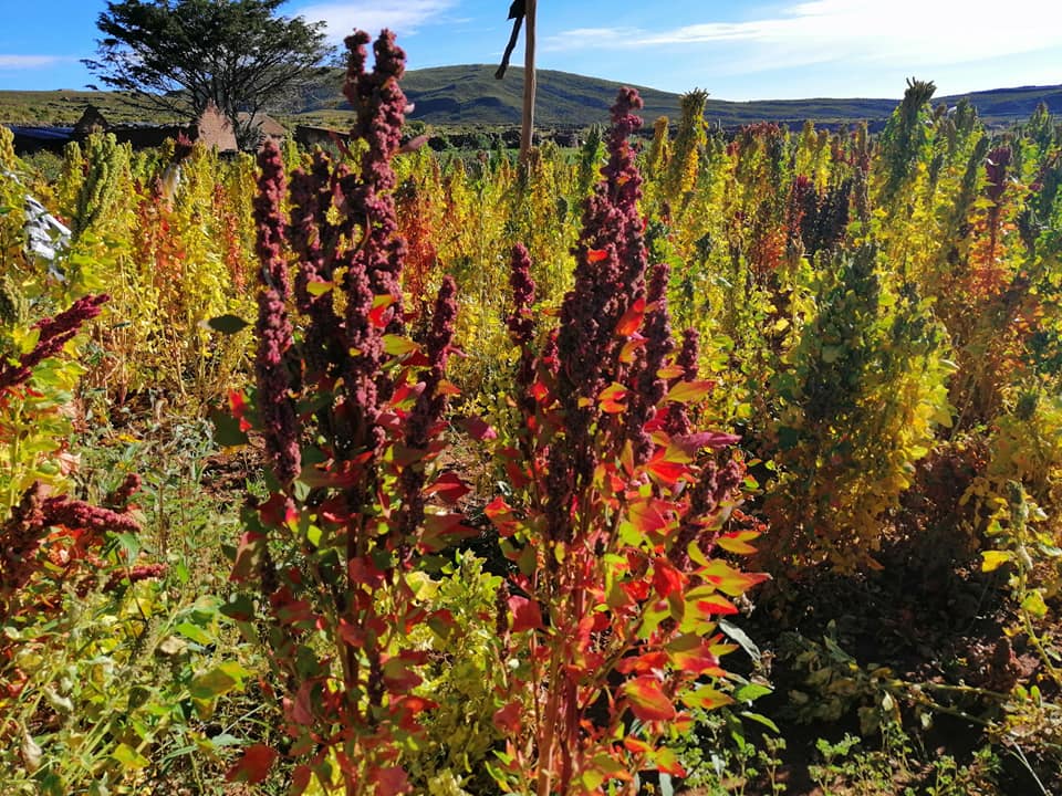 Viceministra de Comunicación denuncia que el mundo no respeta los derechos de la Madre Tierra