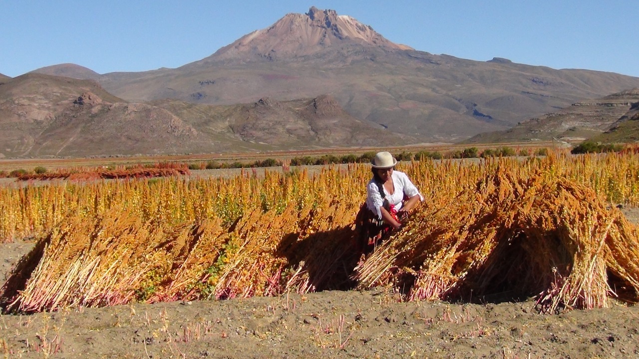 Gobierno invertirá Bs 156 millones para incentivar al sector agropecuario de Oruro