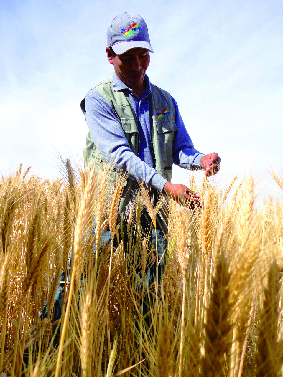Emapa mejora el precio referencial del trigo para incentivar la producción