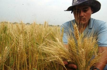 Emapa programa la siembra y cosecha de trigo en el norte de La Paz para subir la producción